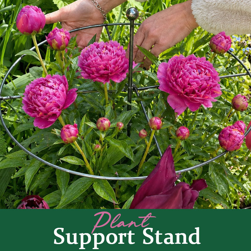 📢📢LAST DAY SALE 50% OFF🌷Plant Support