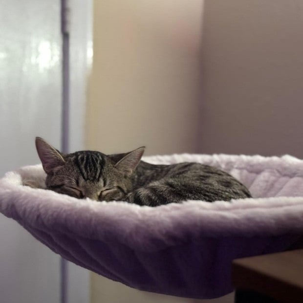 🐱Durable Ergonomic cat Desk Bed for Remote Workers
